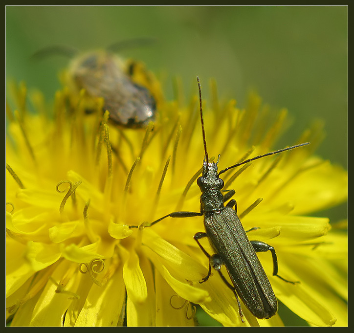 photo "~Where Are You Going, Mrs Bee?~" tags: macro and close-up, nature, insect