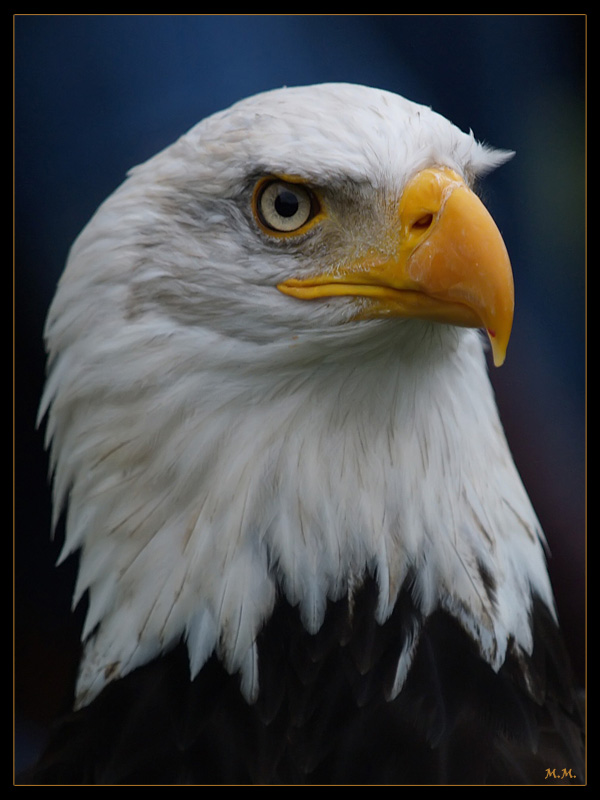 фото "A National Symbol" метки: природа, дикие животные