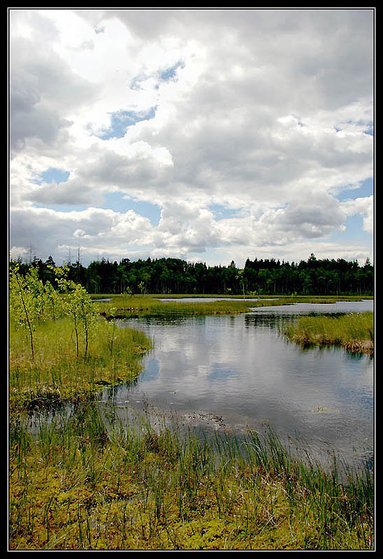 фото "Горелые болота." метки: пейзаж, вода, лето