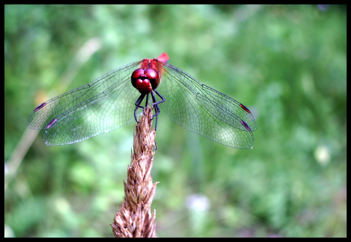 photo "***" tags: nature, macro and close-up, insect