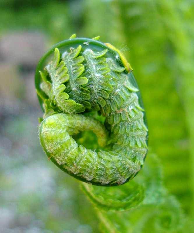 photo "Life on a spiral 2." tags: nature, landscape, flowers, spring