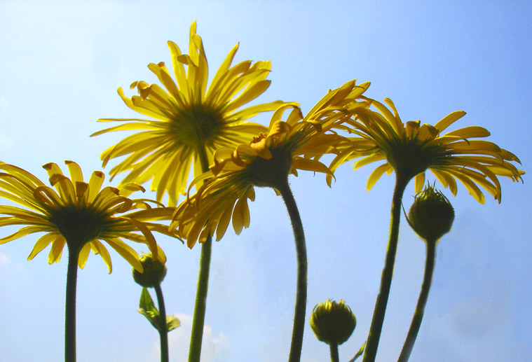 photo "***" tags: nature, landscape, flowers, summer