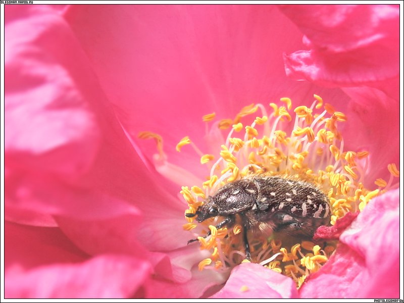 photo "Oh ... Who on pestles goes!!!" tags: nature, macro and close-up, insect