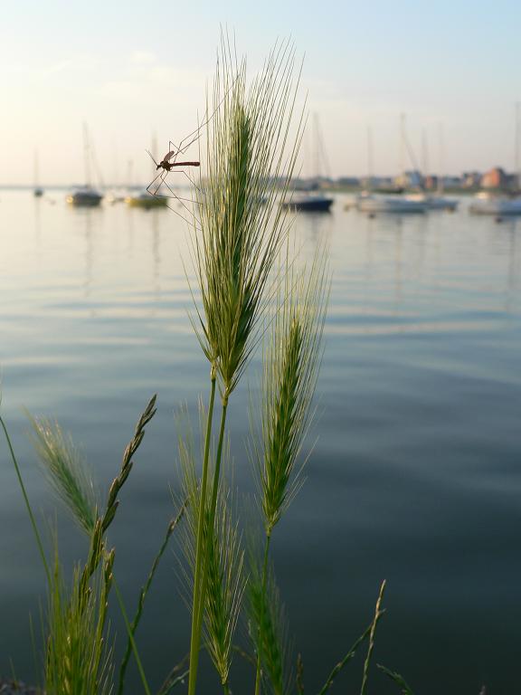 photo "Morning Grass" tags: nature, flowers, insect