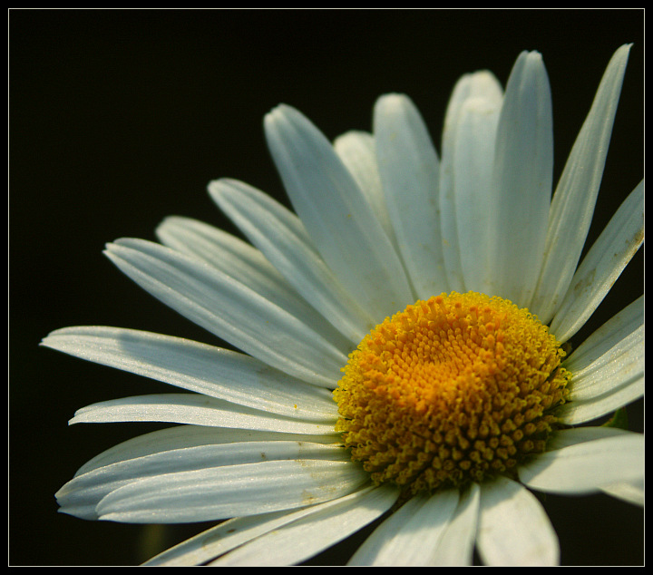 фото "Grub" метки: природа, макро и крупный план, цветы