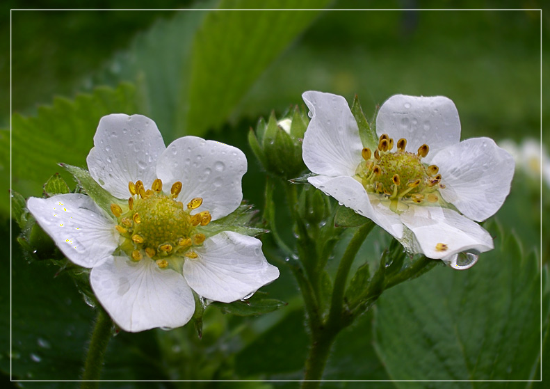 photo "***" tags: macro and close-up, nature, flowers