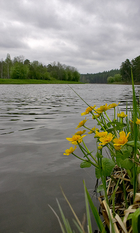 photo "overcast day" tags: landscape, summer, water