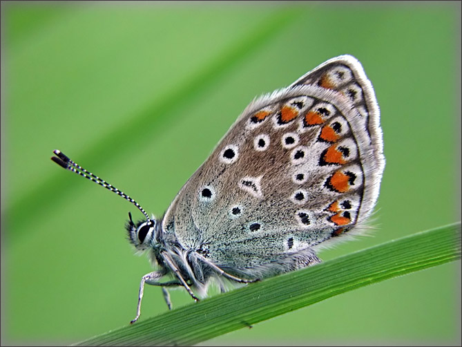 photo "profile" tags: nature, insect