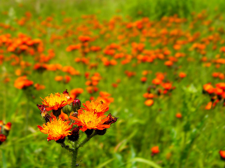 photo "*" tags: nature, flowers