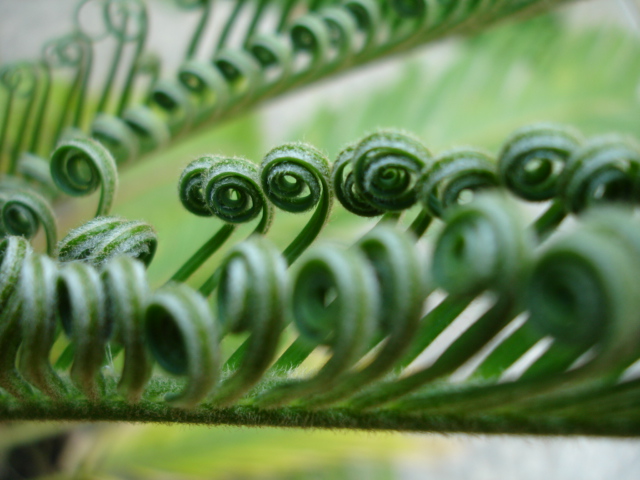 фото "new born fern leaves..." метки: природа, цветы