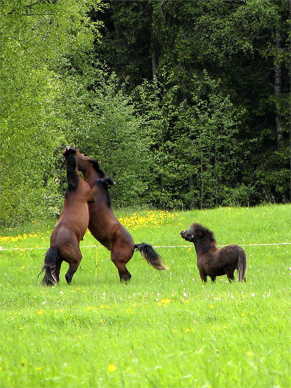 photo "Little referee" tags: humor, nature, pets/farm animals