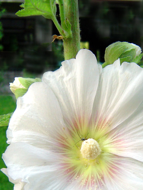 photo "***" tags: macro and close-up, 