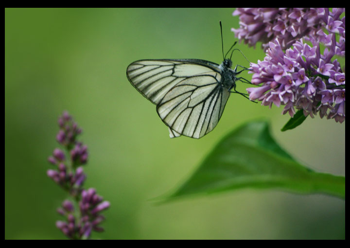 photo "***" tags: nature, insect