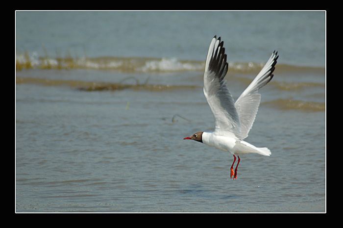 photo "Free flight2" tags: nature, wild animals