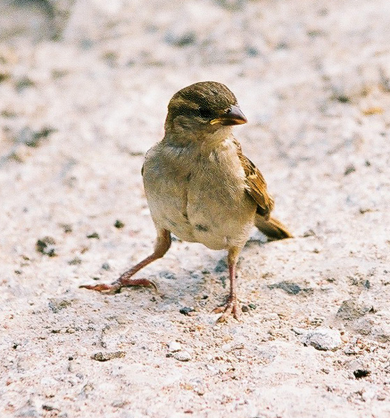 photo "The Young Sparrow" tags: nature, wild animals