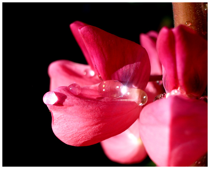 фото "Люпин в лучах заката" метки: макро и крупный план, природа, цветы