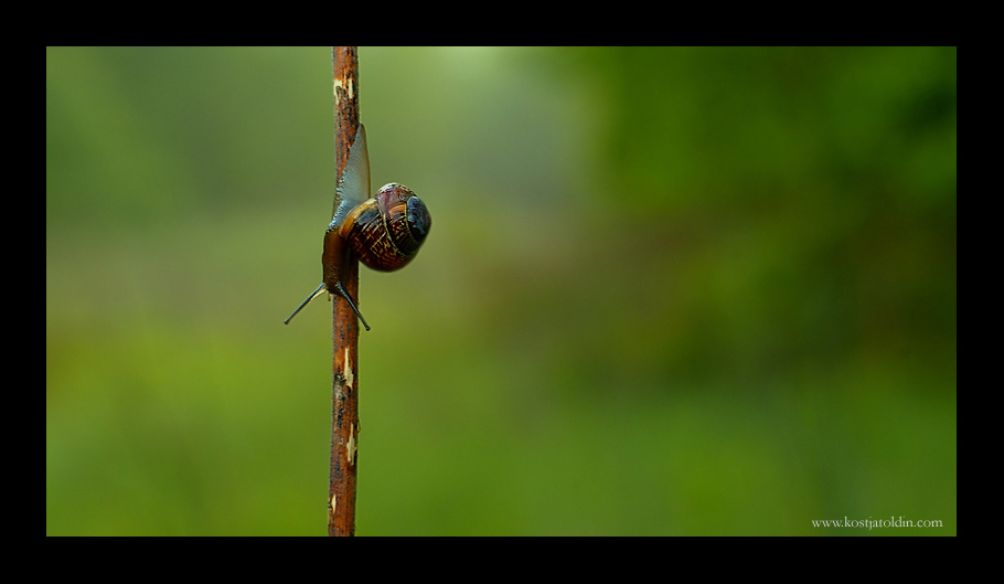 photo "..." tags: nature, wild animals