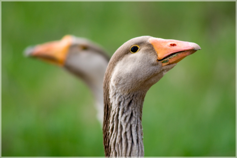 photo "The guardians of Rome" tags: nature, pets/farm animals