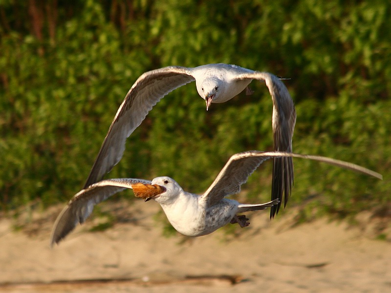 photo "in the air" tags: nature, wild animals