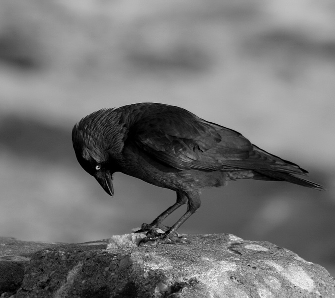 photo "Black bird" tags: nature, wild animals