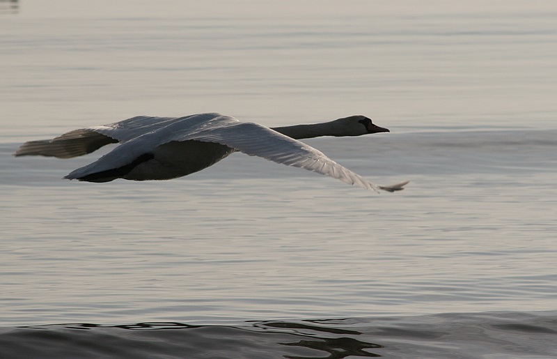 photo "Swan" tags: nature, wild animals