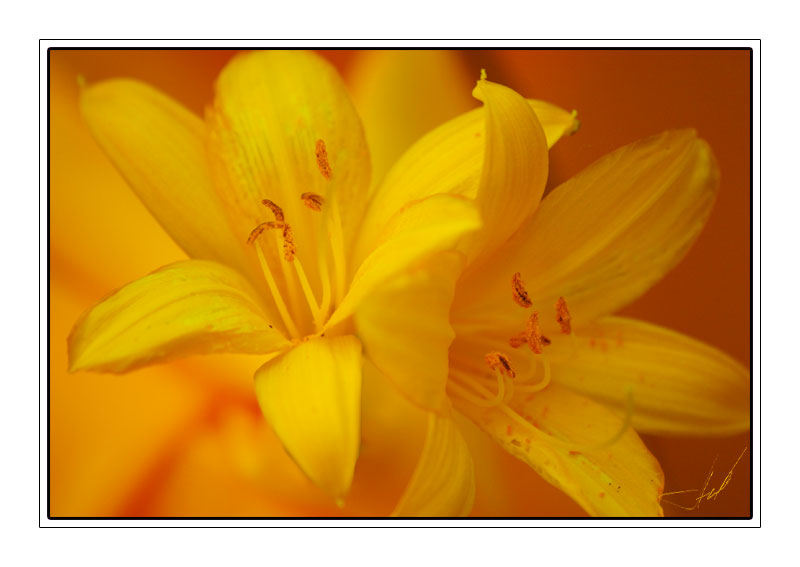 фото "***" метки: природа, цветы