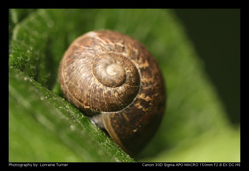 photo "snail" tags: nature, macro and close-up, insect
