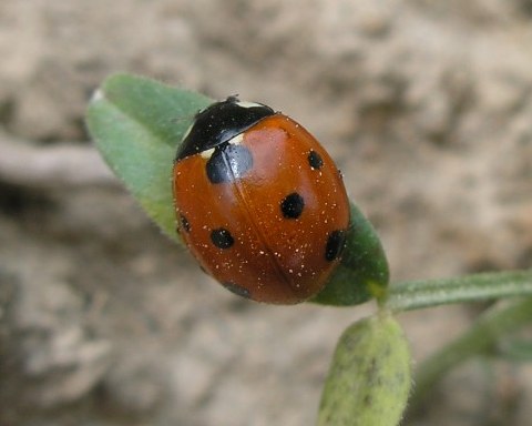 photo "***" tags: nature, macro and close-up, insect