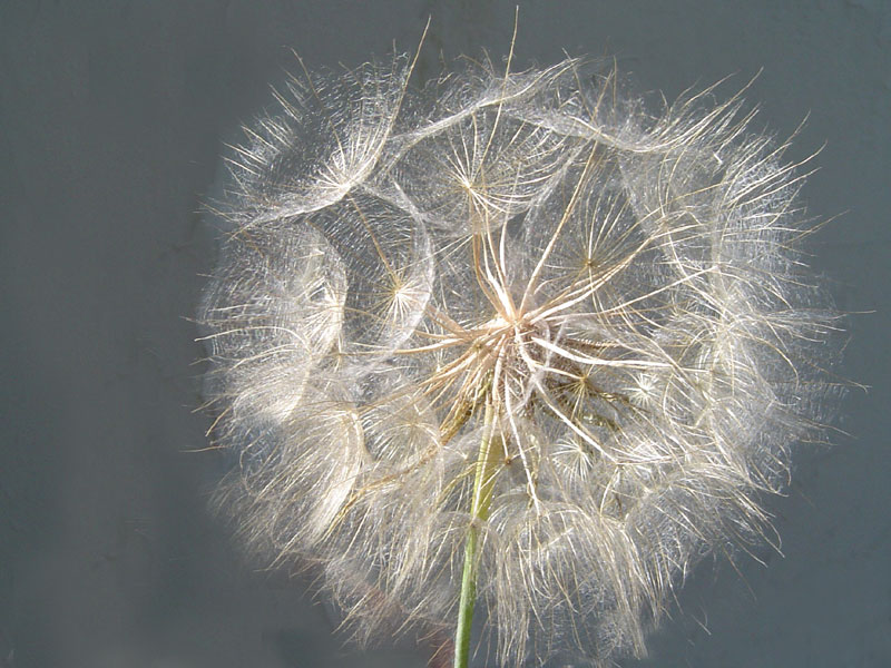 photo "***" tags: macro and close-up, 