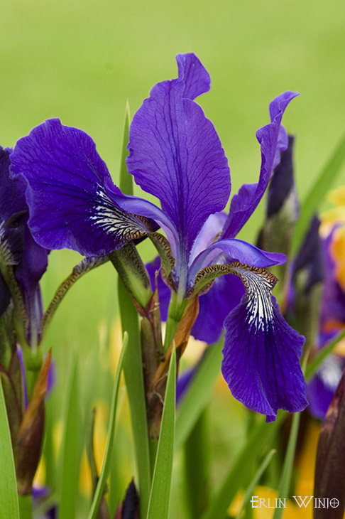 photo "***" tags: nature, flowers