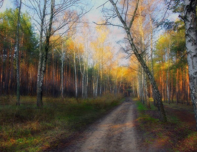 photo "***" tags: landscape, forest, spring