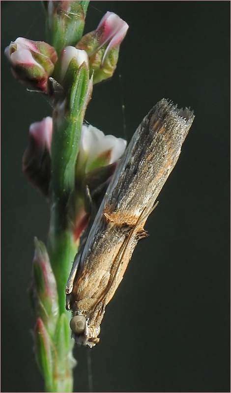photo "***" tags: macro and close-up, nature, insect