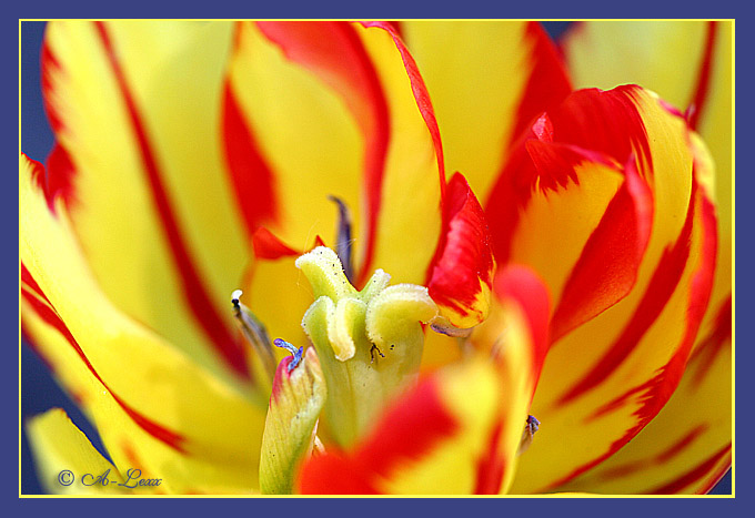 photo "***" tags: nature, macro and close-up, flowers