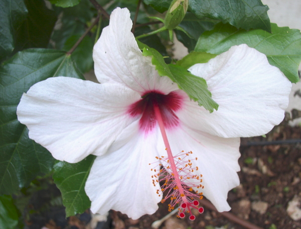 photo "***" tags: nature, macro and close-up, flowers