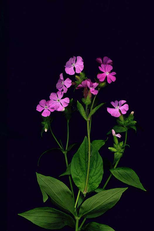 photo "***" tags: nature, macro and close-up, flowers