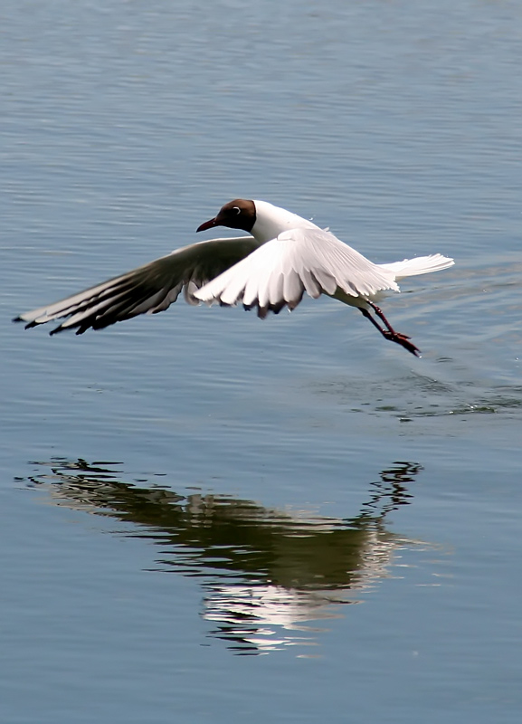 photo "***" tags: nature, wild animals