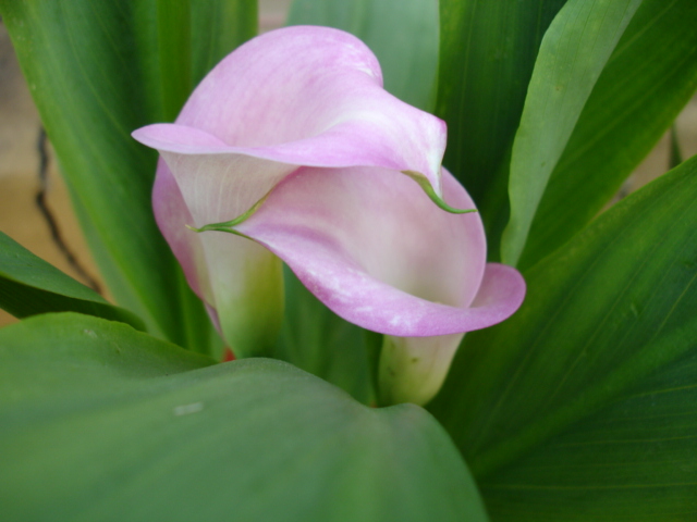 photo "***" tags: nature, flowers