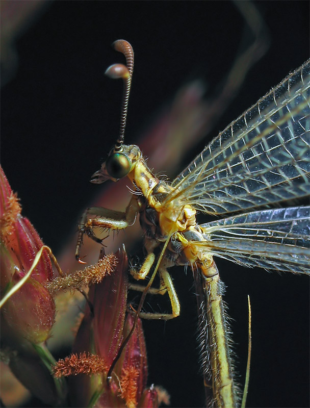 photo "***" tags: macro and close-up, nature, insect