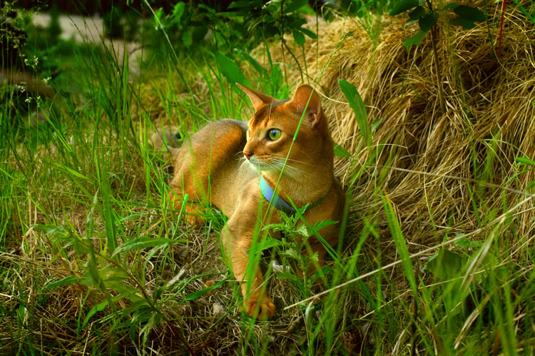 фото "Сказочный кот" метки: природа, домашние животные