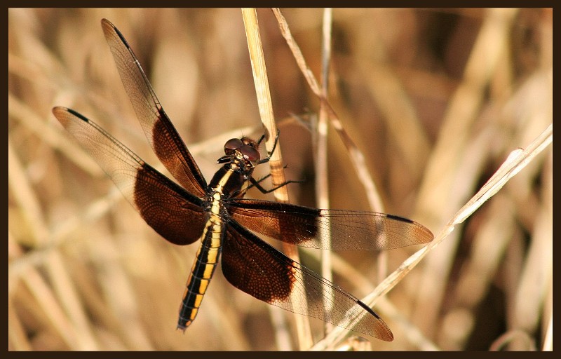 photo "Soaking up the Moring Sun" tags: nature, insect