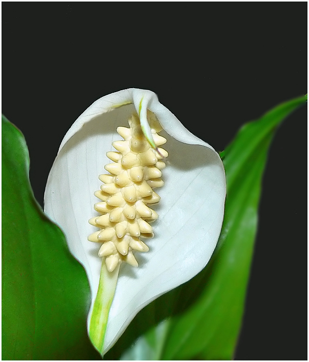 photo "Ghost" tags: nature, macro and close-up, flowers