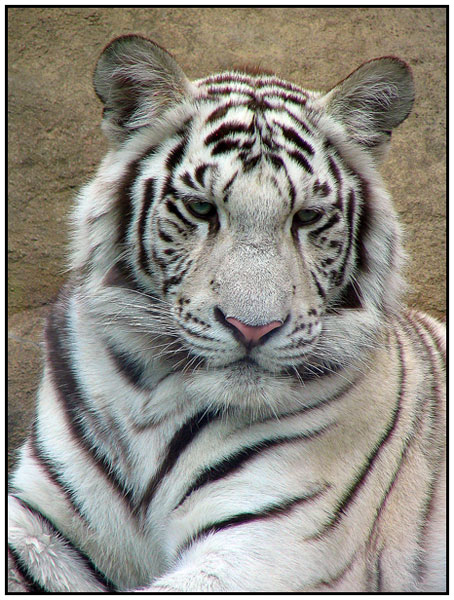 photo "White tiger" tags: nature, wild animals