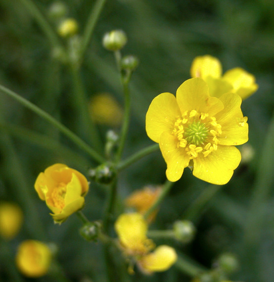 фото "buttercups" метки: природа, цветы