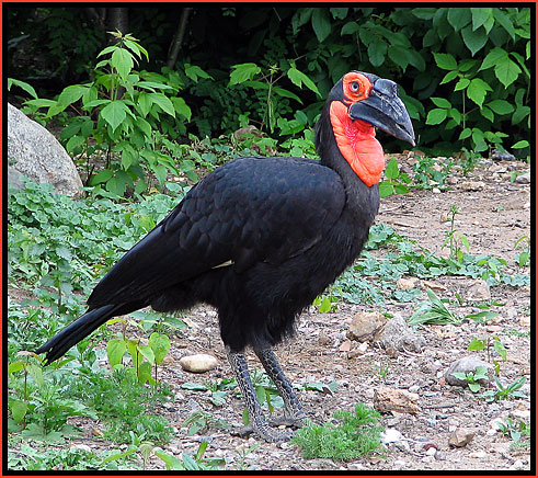 photo "Ground hornbill" tags: nature, wild animals