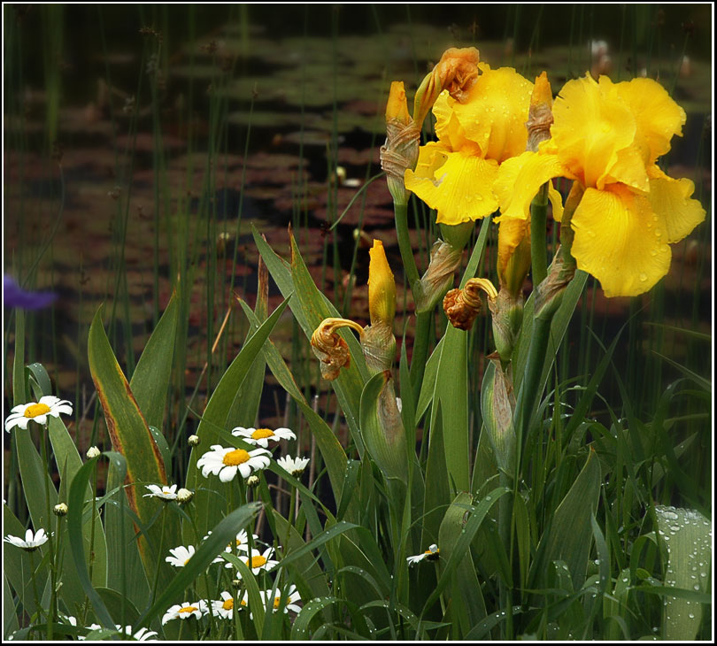 photo "***" tags: nature, flowers