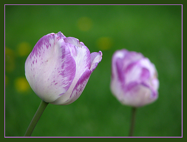 photo "Two..." tags: nature, flowers