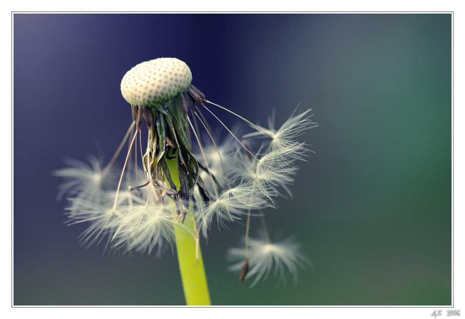 photo "***" tags: macro and close-up, nature, flowers