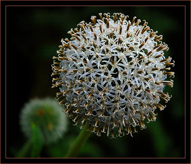 photo "1001 little flowers" tags: macro and close-up, nature, flowers