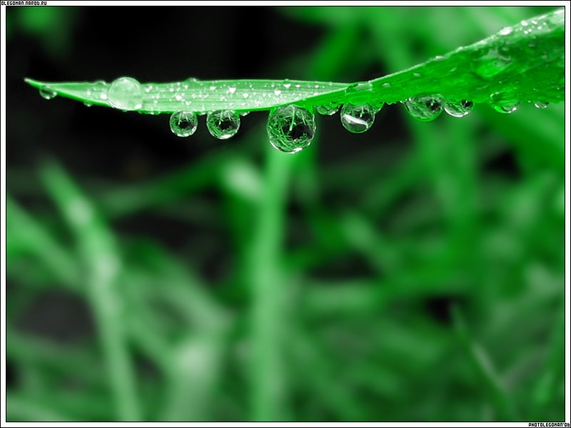 photo "Dewdrops on the Blade" tags: macro and close-up, nature, flowers