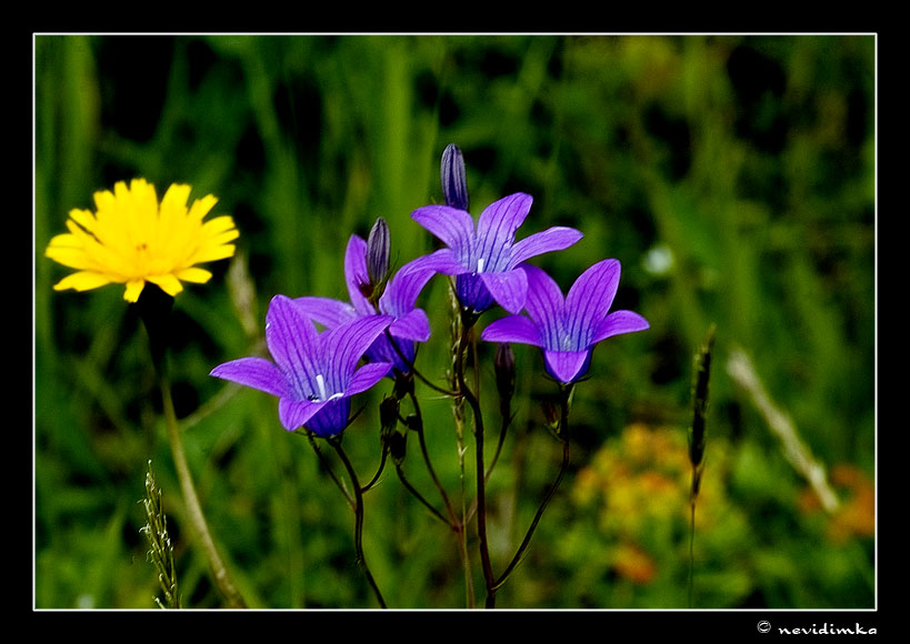 photo "***" tags: nature, flowers